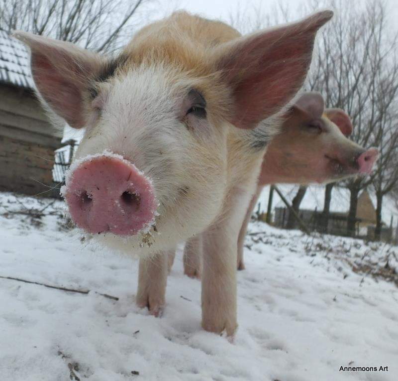 Waddenvarkens - Waddenslager - varken in de sneeuw