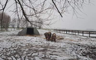 Sneeuwvarkens